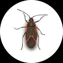 Boxelder Bugs Exterminator - How To Identify & Get Rid Of Boxelder Bugs
