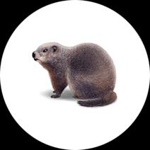 Groundhog Identification | Facts About Groundhogs 