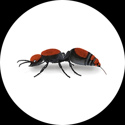 Cow killer ant illustration