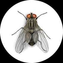 House Fly Facts | Get Rid of House Flies 
