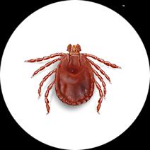 How to Identify and Remove Asian Longhorned Ticks 
