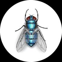 Facts About Bottle Flies | Fly Habits and Behaviors 