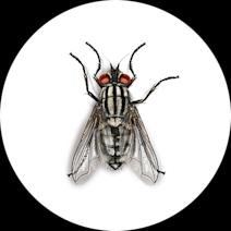 Flesh Fly Facts | Identify Flesh Fly Infestations 