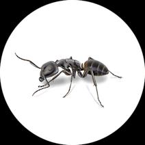 Carpenter Ants