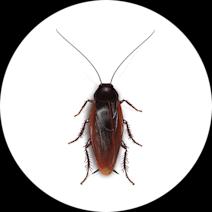 Smokybrown Cockroaches