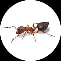 What do Acrobat Ants Look Like? | Identify Acrobat Ants 