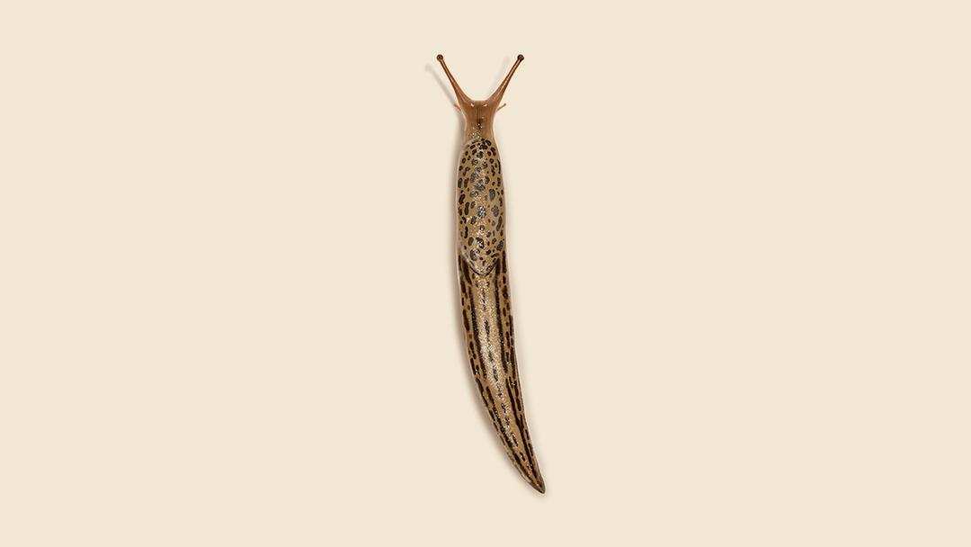 Slug Illustration