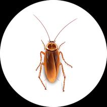 Cockroaches Exterminator - How To Identify & Get Rid Of Cockroaches