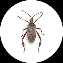 Leaffooted Bugs