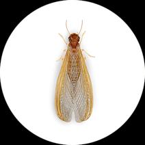 Types of Drywood Termites | Drywood Termite Treatment