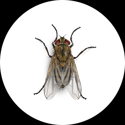 Cluster fly illustration