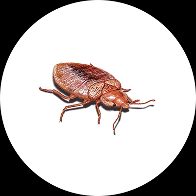 Bed Bug illustration