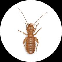 Psocids Exterminator - How To Identify & Get Rid Of Psocids