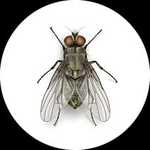 How to Get Rid of Cattle Horn Flies | Cattle Pests 