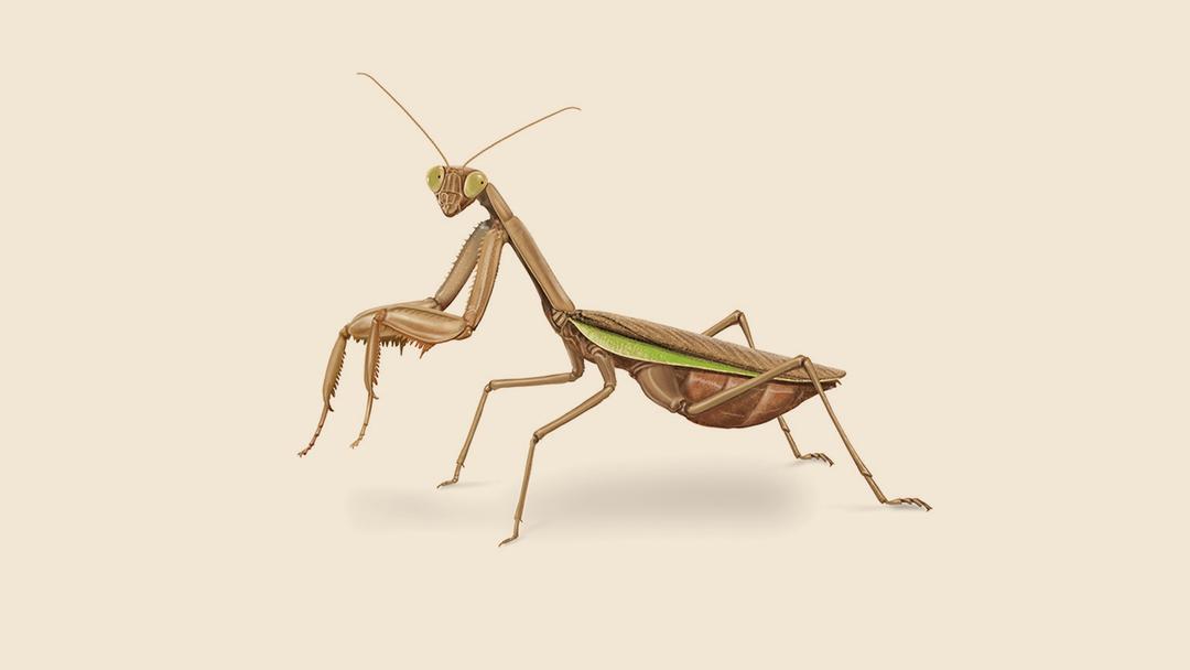 Praying Mantis Illustration
