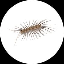 House Centipedes