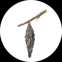How to Identify Bagworms | Get Rid of Bagworm Moths
