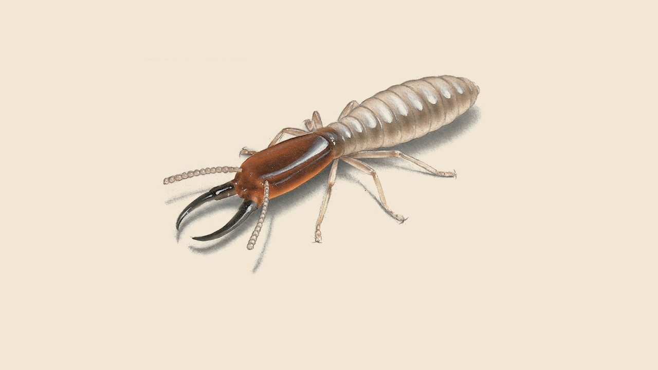 Drywood Termite Illustration