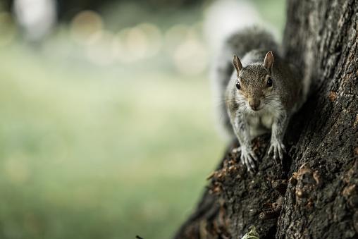 A squirrel on a tree