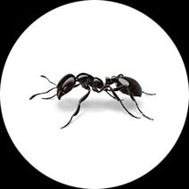 Little Black Ants: Identification, Behavior & Tips