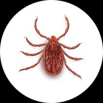 How to Identify Brown Dog Ticks | Get Rid of Ticks 