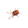 Clover Mites